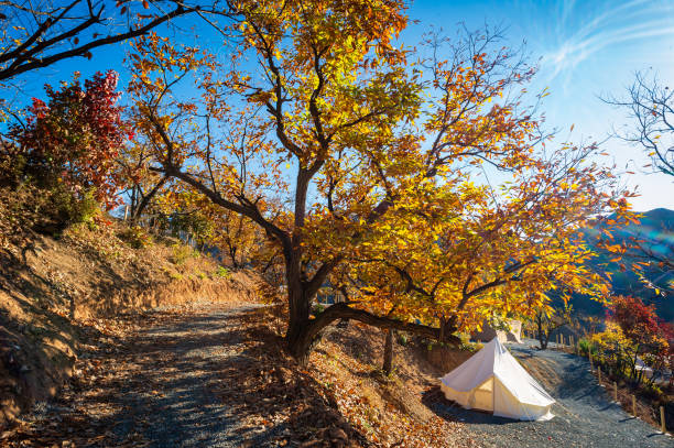 istock Camp in autumn morning 1436965025