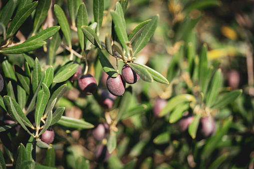 Close up of ripe black olives hanging on olive trees