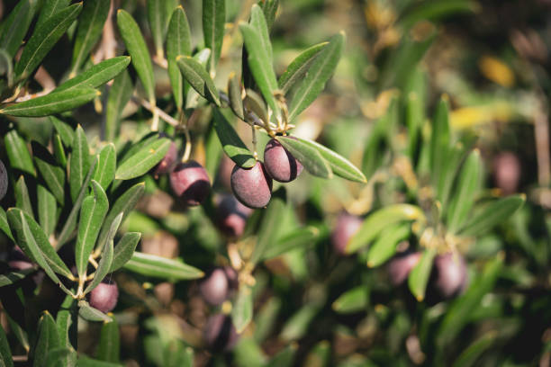 zbliżenie dojrzałych czarnych oliwek wiszących na drzewach oliwnych - olive olive tree olive branch branch zdjęcia i obrazy z banku zdjęć