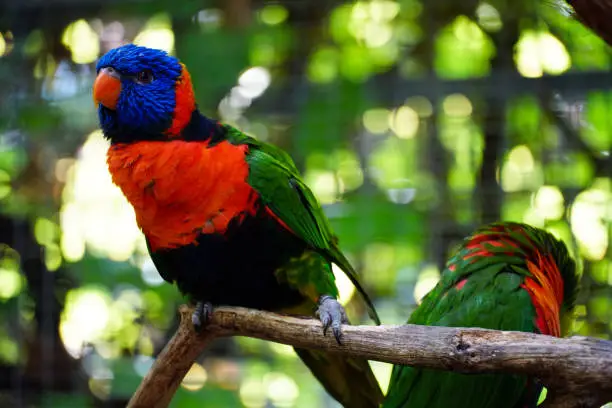 A closeup of beautiful Loriini parrots