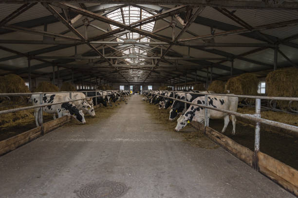 istock Cattle life on a livestock farm 1436965189