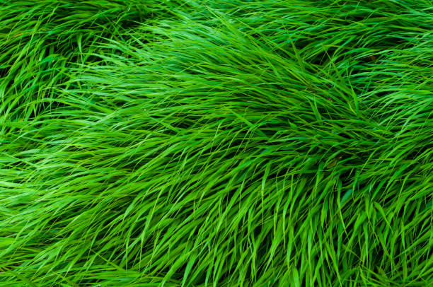 istock Bright green dense grass close up, colorful plant background. 1436965254