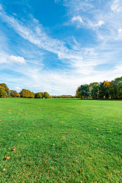 istock Summer Landscape in park 1436965964
