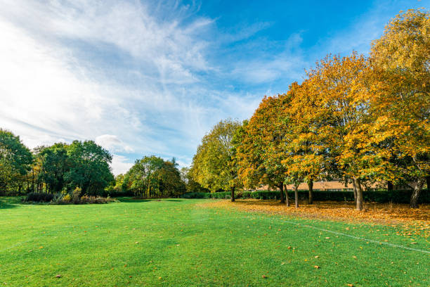 Summer Landscape in park