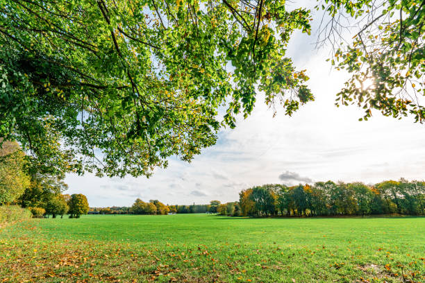 A peaceful autumn park scene with fallen leaves scattered across a grassy lawn, warm sunlight filtering through trees, and a tranquil natural atmosphere
