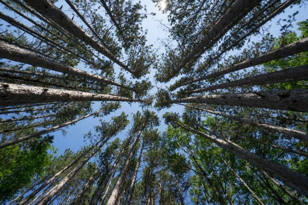 istock Low-angle shot of a forest with pine trees against a blue sky 1436967102