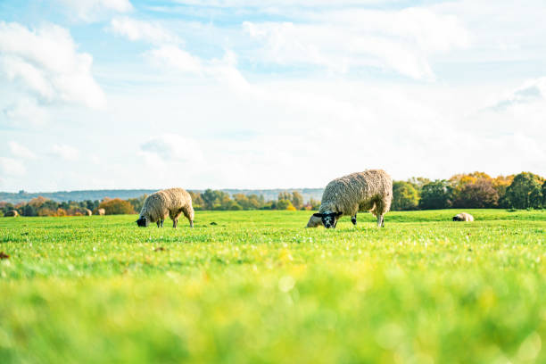 Sheep on the field