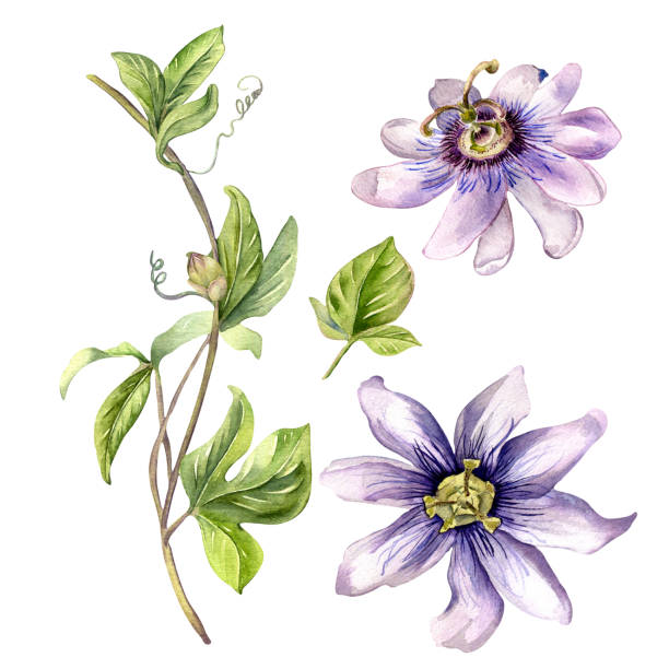 Passion flower plant watercolor illustration isolated on white. Passion flower plant watercolor illustration isolated on white. Blue tropical plant, stem and foliage hand drawn. Design element for wrapping, menu, market, herbal tea, ice-cream, stickers, tableware. passion flower stock illustrations