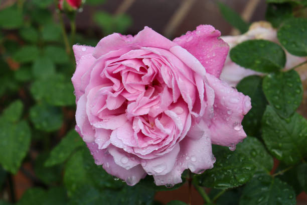 istock pink rose in garden with rain drops 1436970061