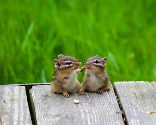 A selective focus shot of two chipmunks on wooden board