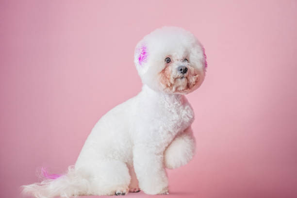 istock Bichon Frise dog on pink background. 1436970923