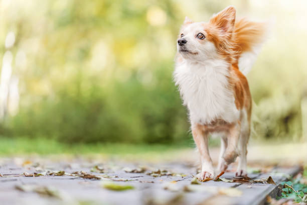 istock Sweet red and white dog walking on the park 1436971097
