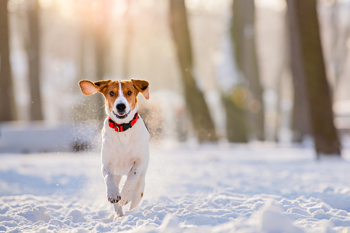 Portrait of american beagle dog running through snow to camera in park winter