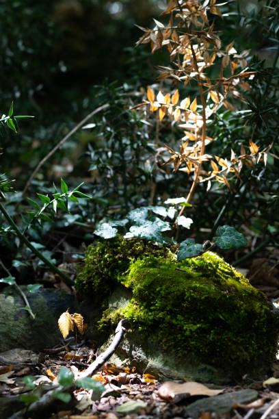 istock A beam of light falls on a branch and moss. Green Forest 1436972104