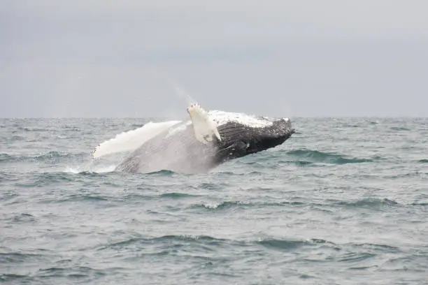 Photo of Humpback whale breaching. Picture taken during a whale watching trip in Iceland.