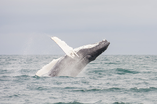 Humpback whale jumping out of the water. Picture was taken during a whale watching trip in Iceland.