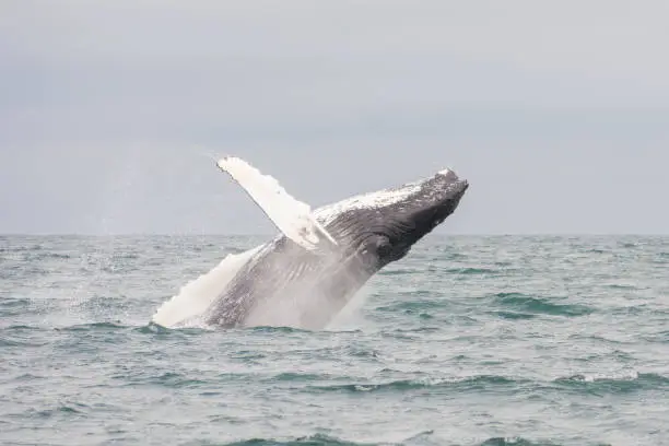 Photo of Humpback whale breaching. Picture taken during a whale watching trip in Iceland.