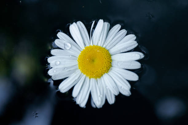 istock Daisy chamomile flowers on dark background. View with copy space 1436973611