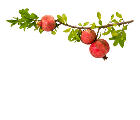 Pomegranate branch with three ripe fruits and leaves isolated on white, clipping path, copy space