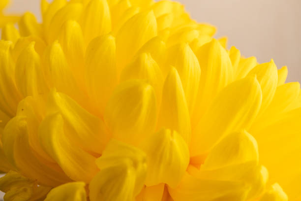Close-up of a vibrant yellow marigold flower