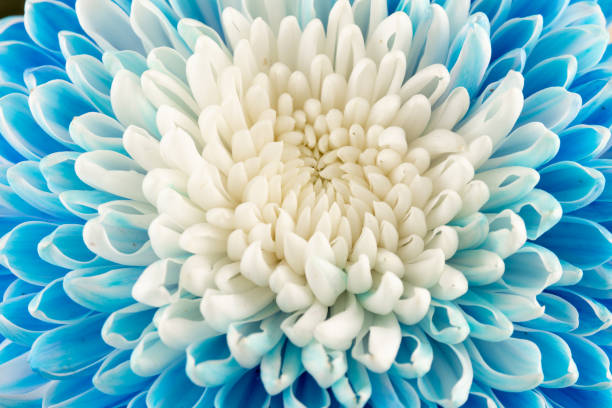 istock Blue and white chrysanthemum head flower in close up.   Floral pattern, object. Flat lay, top view. 1436974272