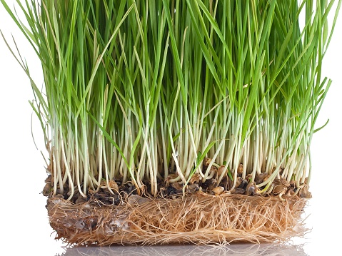 fresh green wheat patch isolated