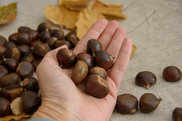 istock Chestnuts with yellow leaves on the hand 1436977030