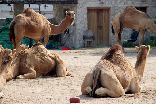 Two humped camels sitting on ground.