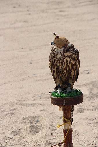 Qatar - Doha - Faucon - Dotés d’un bec crochu et d’une vision perçante, les faucons sont des oiseaux de proie, reconnus comme une espèce de la famille des Falconidae et dotés de serres puissantes. Sans aucun doute un élément crucial du riche patrimoine et de la culture du Qatar, les faucons sont très honorés et célébrés comme l’oiseau national de la nation.