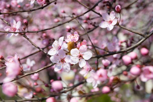 istock Flowering wild plum pink and white 1436978510