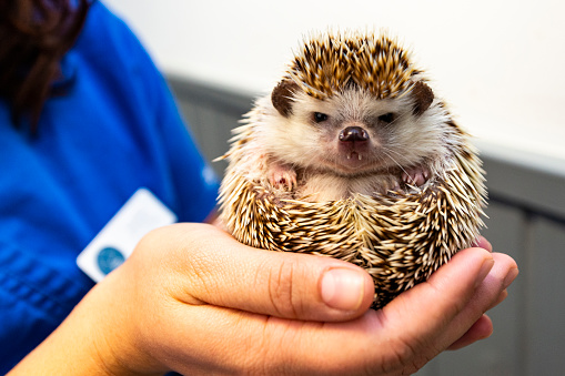 Pygmy hedgehog at the vet