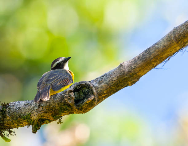 istock Rusty-margined Flycatcher, Myiozetetes cayanensis 1436982872