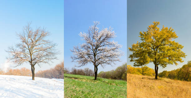 istock Lonely apricot tree in different seasons 1436982917