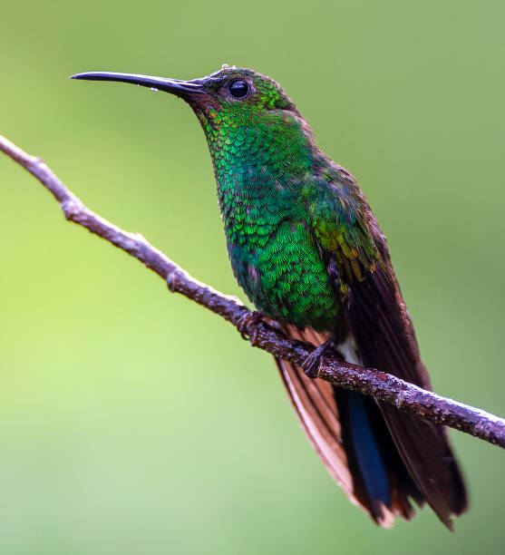 istock White-vented Plumeleteer, Chalybura buffonii 1436982974