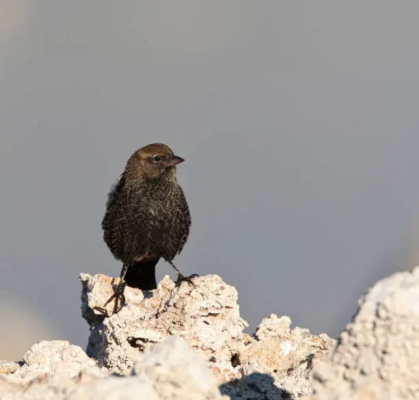 Red-winged Blackbird (Agelaius phoeniceus) perched on tufa rock formations at Mono Lake, USA.