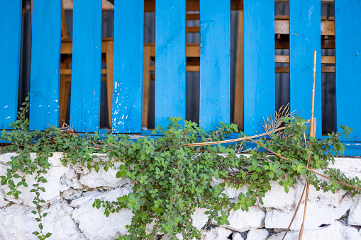 Lush green plant grows twisting around blue wooden fence