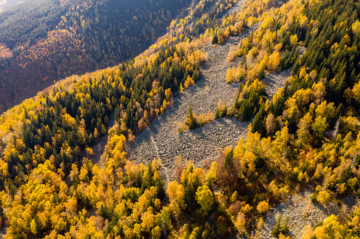High mountain golden colored aspen trees drone view