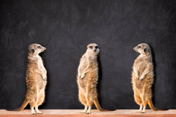 istock Three Meerkats Looking At Each Other Against Blackboard 1436985572