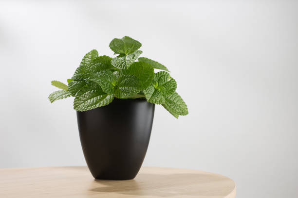 Mentha as Mentha mint, Pilea nummulariifolia or Creeping pilea in the black pot on a wooden table pilea nummulariifolia stock pictures, royalty-free photos & images