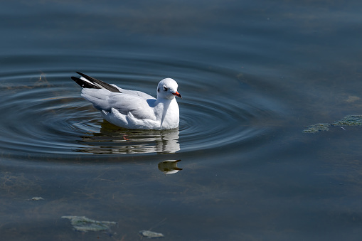 Seagull floating at Lake