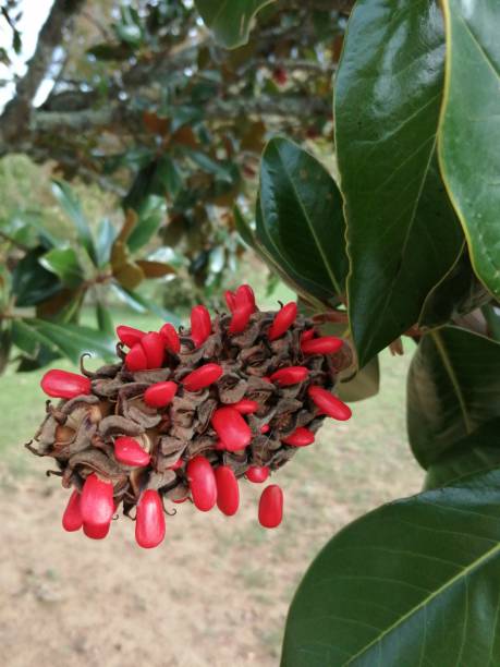 istock Red grained magnolia in the fall 1436988714