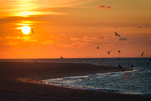 On the beach of Sylt is this beautiful sunset. The many seagulls are looking for food. Some people are dimly visible. The sun shines low and makes the sky glow red.