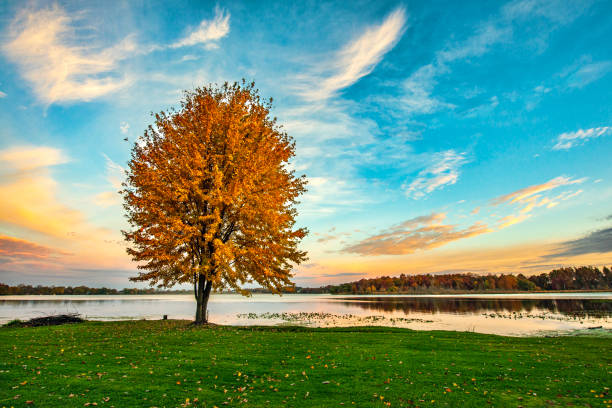 Tree by lake on autumn morning with color in the clouds
