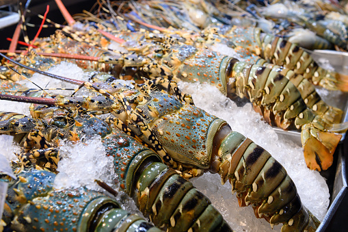 Fresh lobsters on ice for sale.