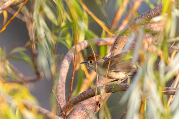 istock female Eurasian Blackcap perched on a tree branch 1436993264