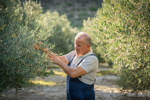 Mature farmer men picking ripe olives from olive tree