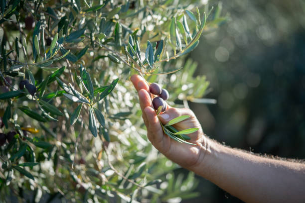istock Farmer hand picking fresh black olive fruit 1436993827
