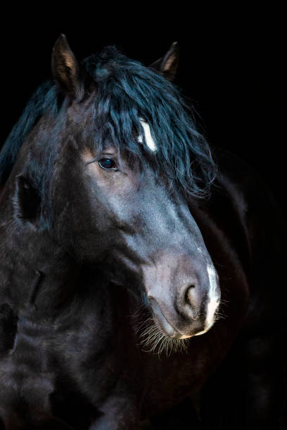 istock horse portrait 1436994107