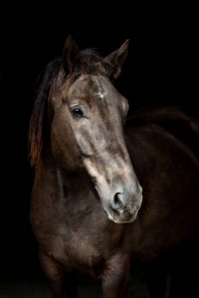 istock horse portrait 1436994156