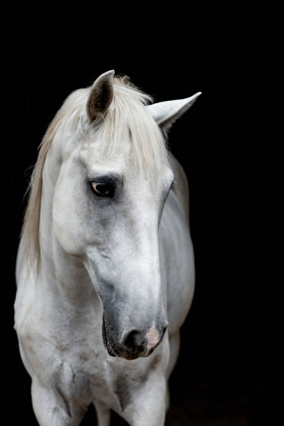 istock horse portrait 1436994223